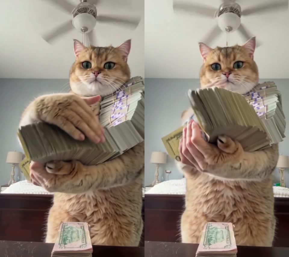 Two frames from the first seconds of the AI video where human fingers still hold the cash next to the cat's paws