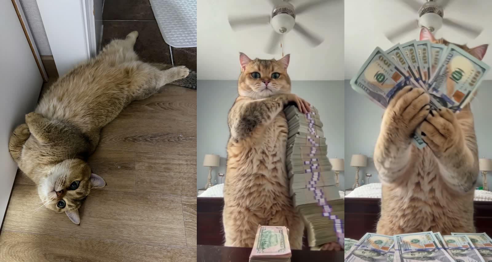 Left: reference photo of a golden British Shorthair lying on a wooden floor. Middle and right: the AI video with the cat hugging a tower of cash and fanning $100 bills