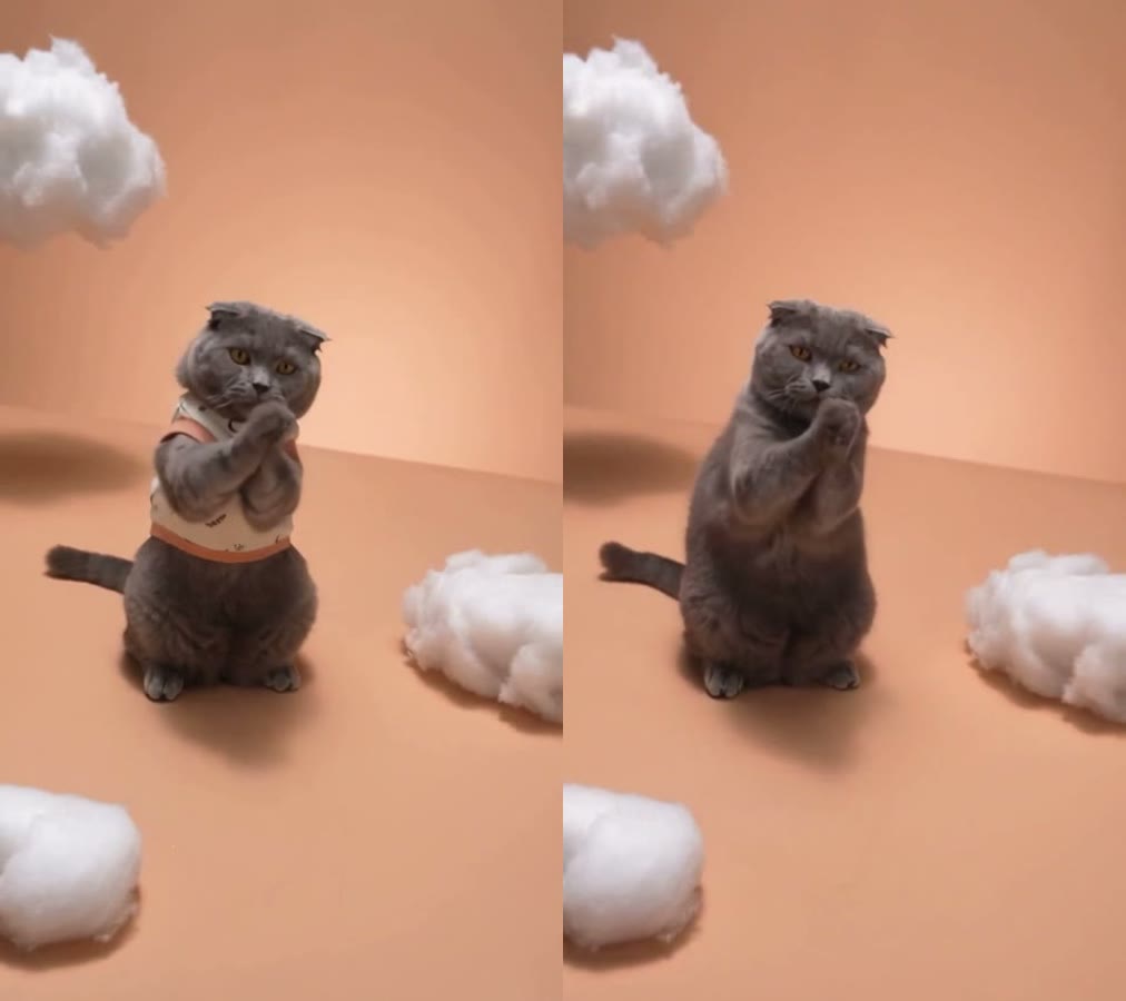 Two frames side by side: on the left the grey Scottish Fold dances wearing a bib copied from the source clip, on the right the same cat dances with bare fur after the prompt fix